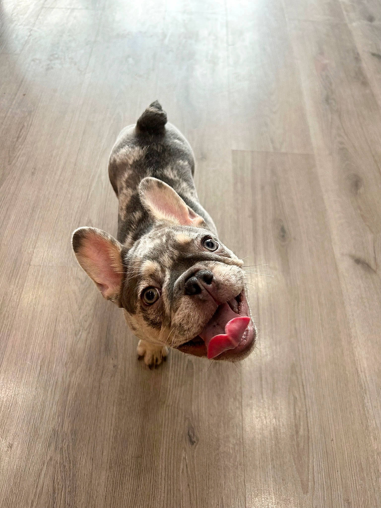 Compton is registered to the contest to win money with this photo: canidae, carnivore, companion_dog, dog, dog_breed, ear, fawn, felidae, flooring, foot, fur, hardwood, paw, small_to_medium_sized_cats, snout, sporting_group, tail, toy_dog, whiskers, wood