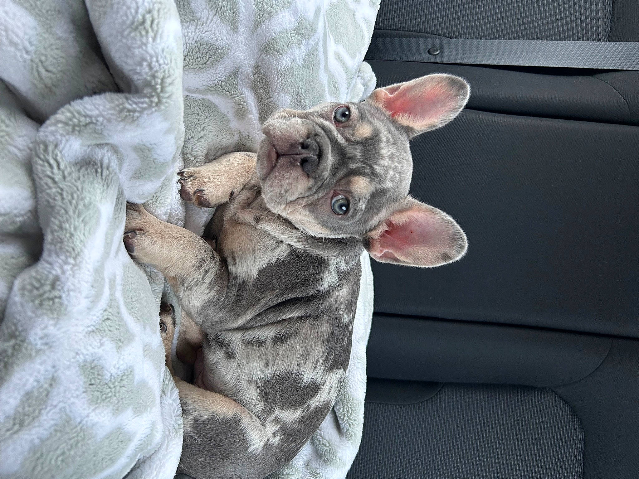 Compton is registered to the contest to win money with this photo: auto_part, canidae, carnivore, cat, comfort, domestic_short_haired_cat, ear, fawn, felidae, fur, gesture, grey, linens, paw, small_to_medium_sized_cats, snout, tail, whiskers, window