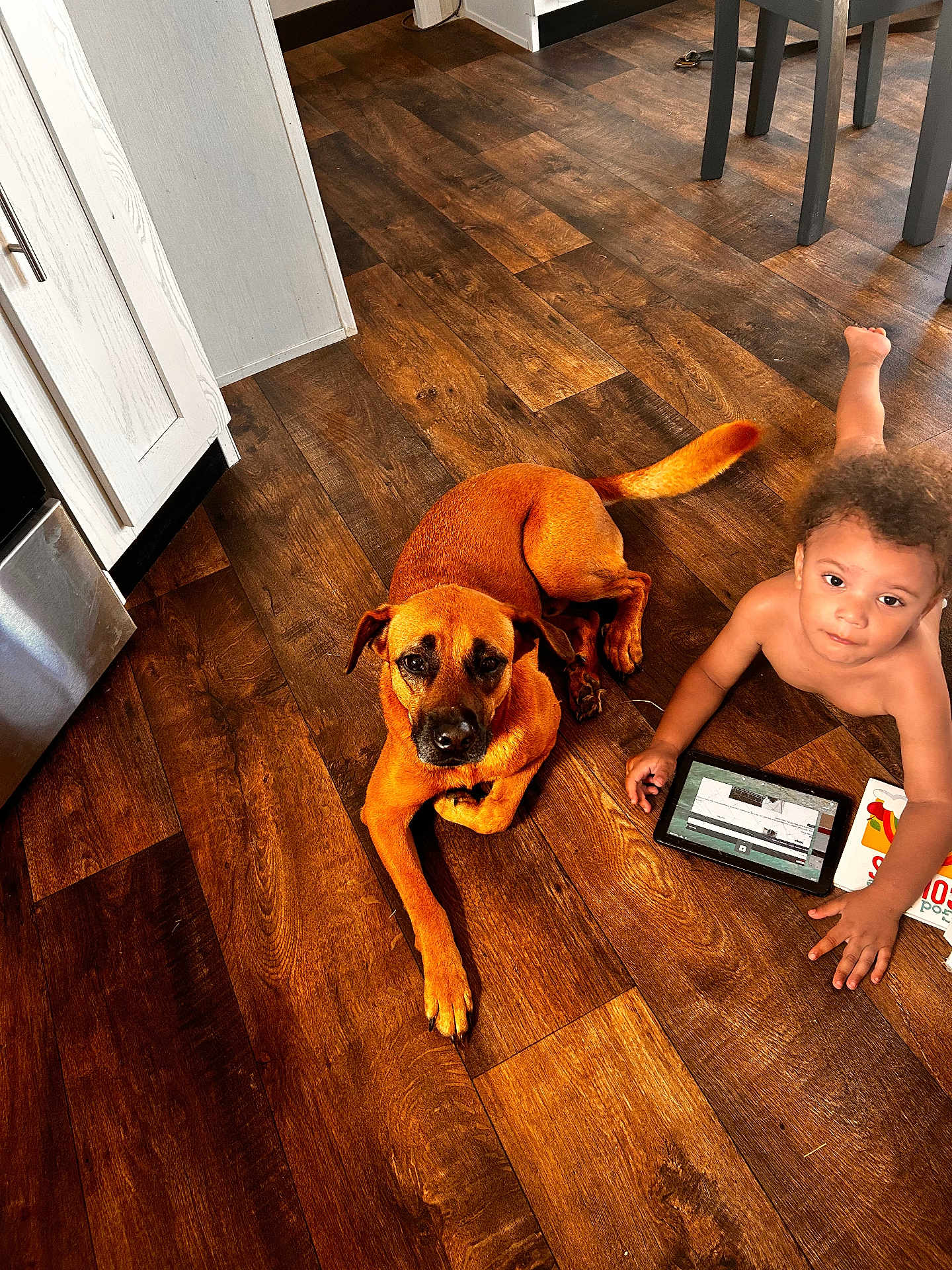 Aydin is registered to the contest to win money with this photo: toddler, child, dog, wooden_floor, tablet, kitchen, brown_dog, curly_hair, indoor, floor, furniture, cabinet, chair, pet, curious, relaxed, playing, technology, home, person