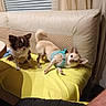 dog, dogs, chihuahua, small_dog, puppy, pet, animal, sitting, lying_down, head_tilt, harness, long_hair, short_hair, brown_and_white, cream_colored, sofa, couch, blanket, indoor, portrait