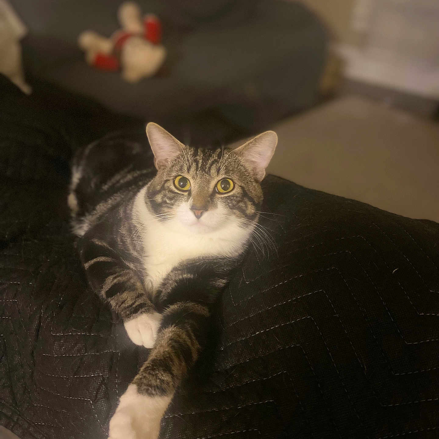 Penelope