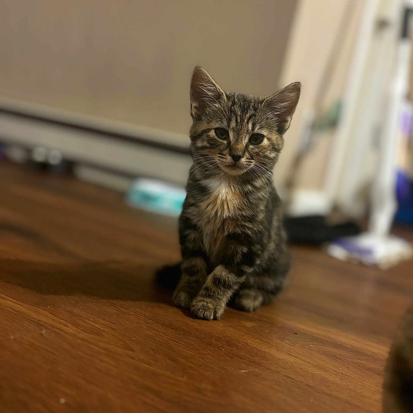 Bella