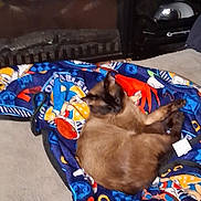 Simon joined the competition — help win amazing prizes! cat, siamese_cat, blanket, colorful, cartoon, resting, curled_up, indoor, fireplace, furniture, cozy, pet, animal, sleeping, home, soft, comfort, beige_surface, relaxation, warm