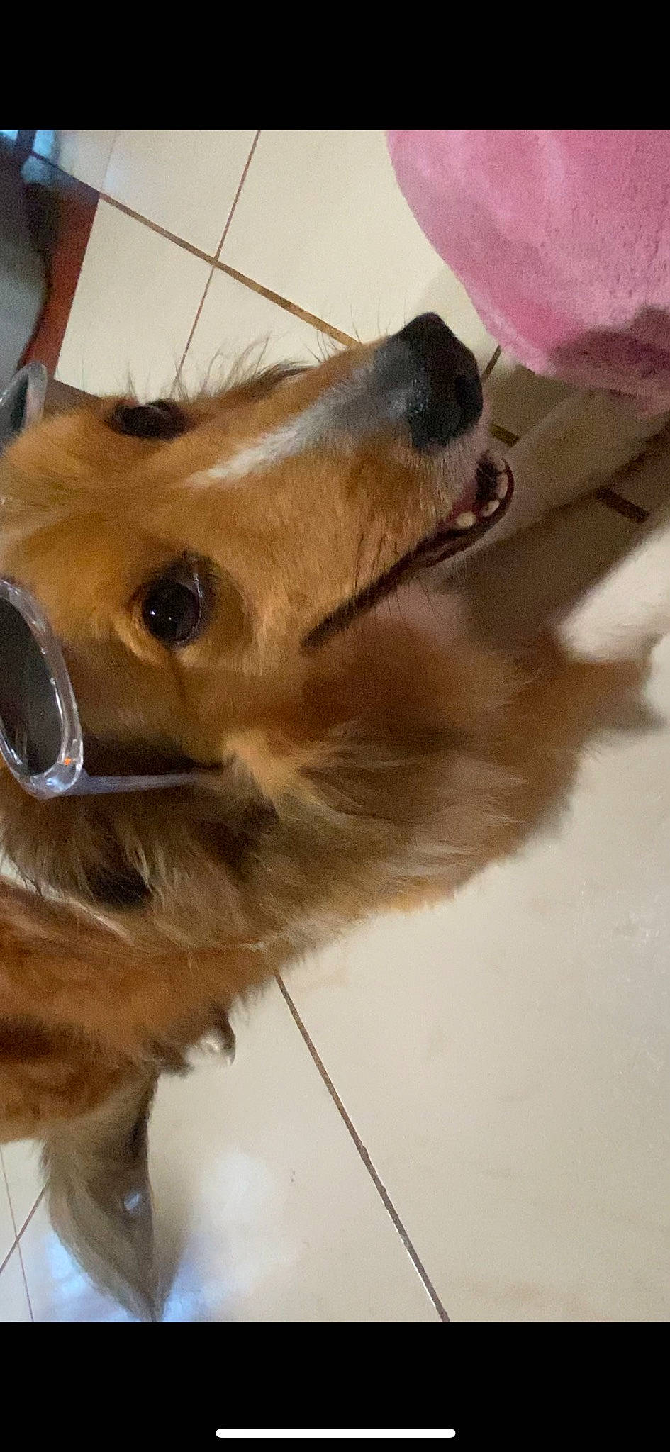 Honey joined the competition — help win amazing prizes! canidae, carnivore, companion_dog, dog, dog_breed, ear, fawn, fur, liver, pet_supply, rough_collie, snout, sporting_group, whiskers, working_animal