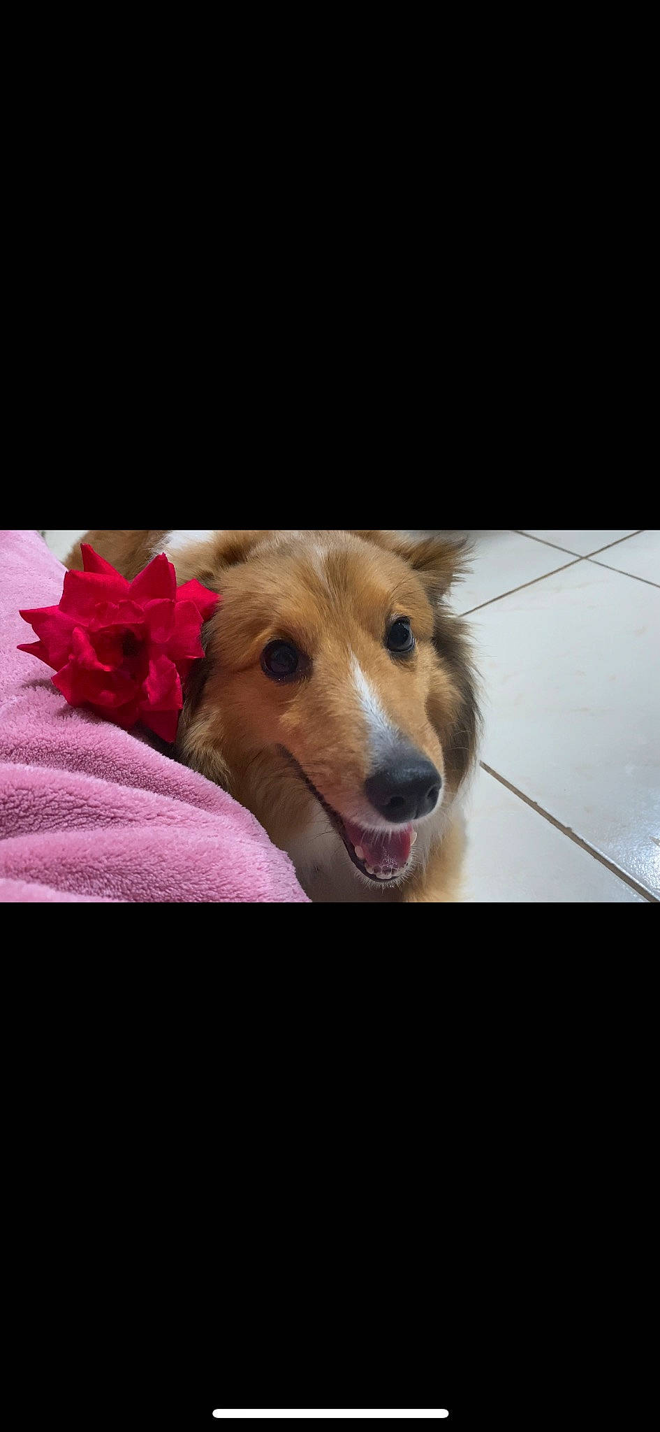 Honey is registered to the contest to win money with this photo: carnivore, comfort, companion_dog, dog, dog_breed, flooring, fur, golden_retriever, happy, paw, photo_caption, snout, terrestrial_animal, whiskers, wood