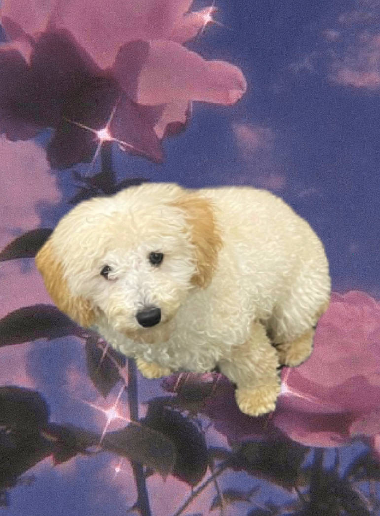 Lovely is registered to the contest to win money with this photo: canidae, carnivore, cloud, companion_dog, dog, dog_breed, flower, fur, labradoodle, organism, plant, sky, snout, sporting_group, stuffed_toy, teddy_bear, toy, toy_dog, tree, vertebrate