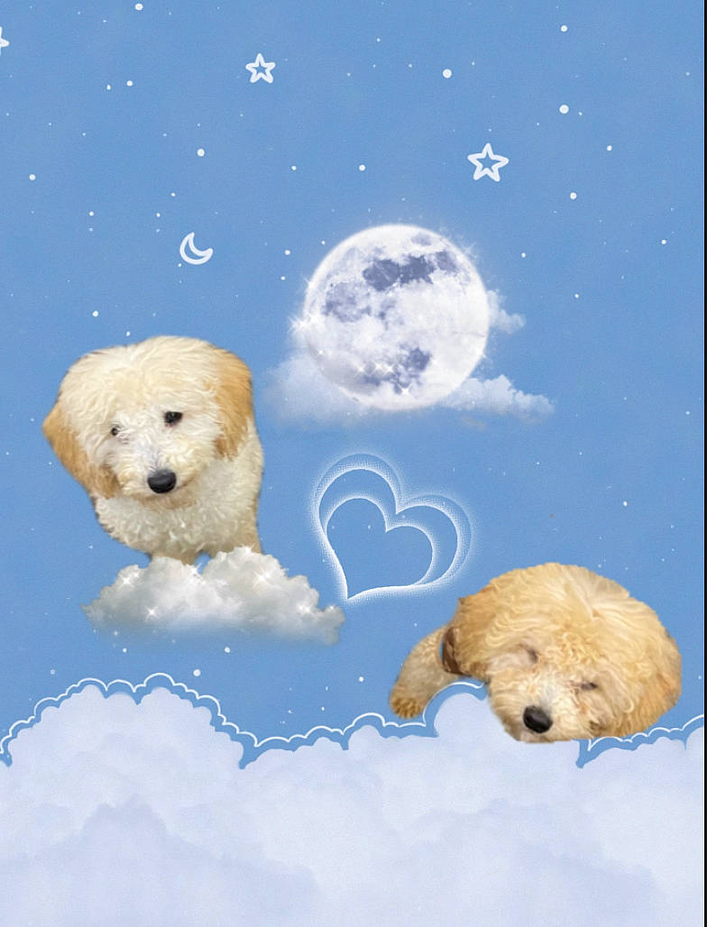 Lovely is registered to the contest to win money with this photo: art, astronomical_object, carnivore, cartoon, cumulus, dog_breed, drawing, freezing, full_moon, illustration, mammal, moon, nature, organism, painting, sky, snout, snow, vertebrate, winter