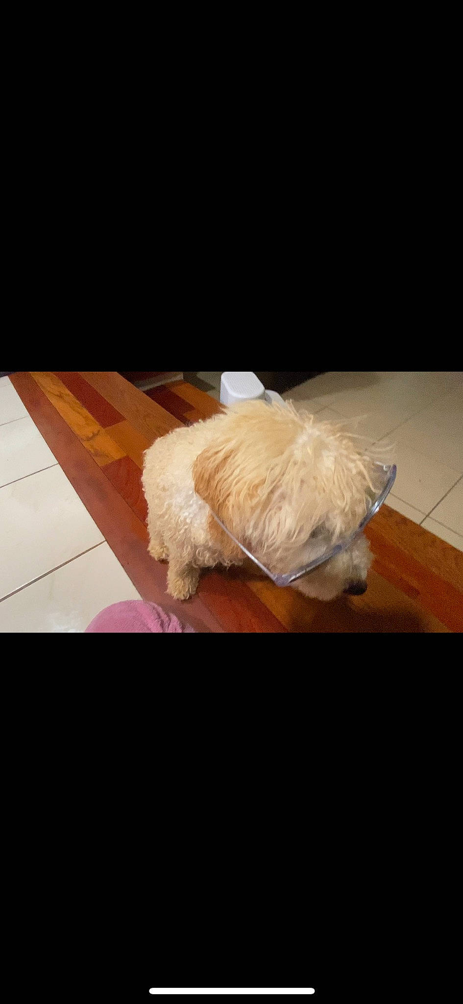 Lovely is registered to the contest to win money with this photo: canidae, carnivore, companion_dog, dog, dog_breed, dog_clothes, dog_supply, fawn, flooring, fur, hardwood, liver, rectangle, small_terrier, sporting_group, tail, terrier, toy_dog, wood, working_animal