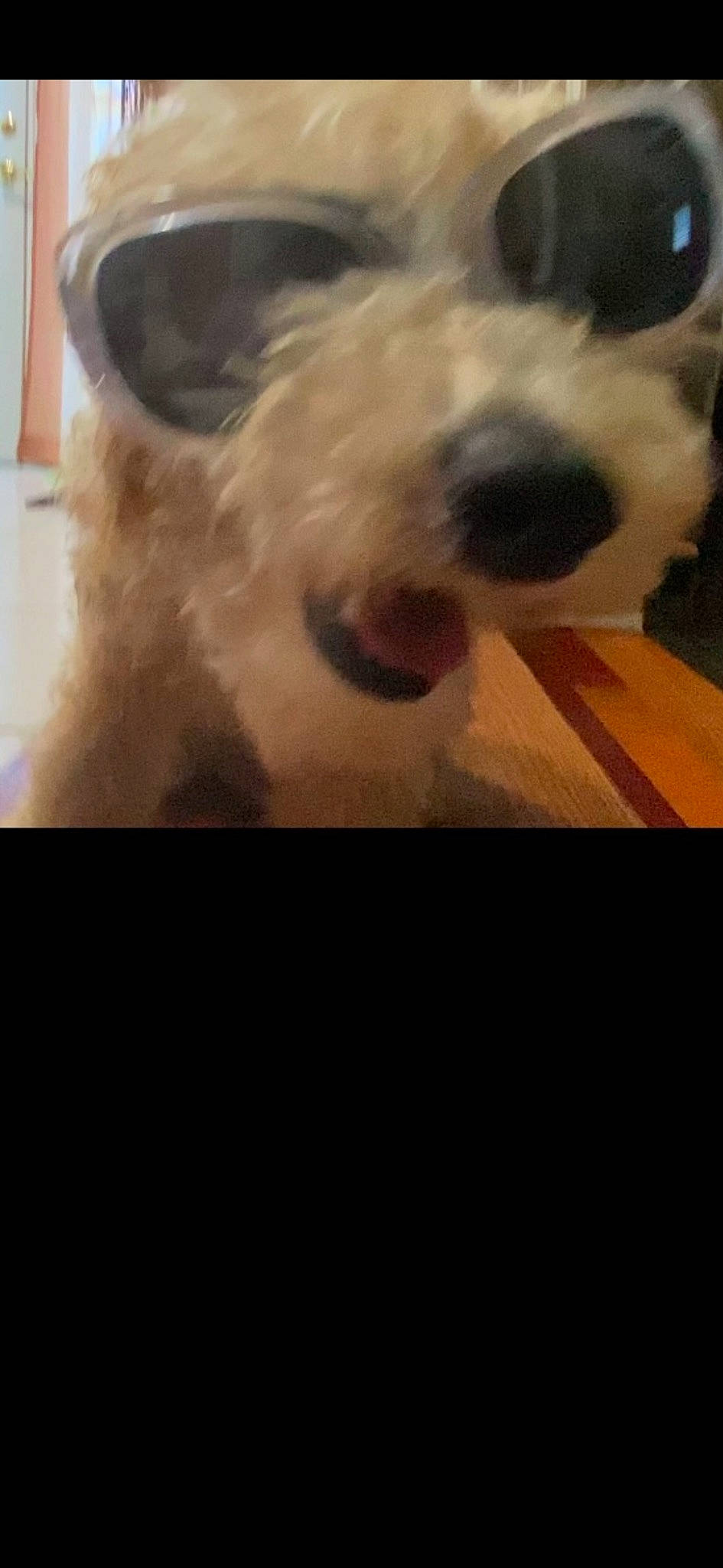 Lovely joined the competition — help win amazing prizes! carnivore, cloud, companion_dog, dog, dog_breed, flooring, fur, labradoodle, non_sporting_group, puppy_love, schnauzer, selfie, small_terrier, snout, sporting_group, square, terrier, toy_dog, water_dog, working_animal