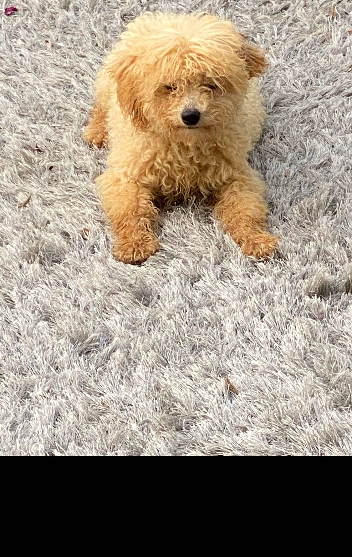 Teddybear is registered to the contest to win money with this photo: airedale_terrier, canidae, carnivore, companion_dog, dog, dog_breed, fur, liver, small_terrier, snout, soil, sporting_group, terrestrial_animal, terrier, toy_dog, water_dog, working_animal, working_terrier