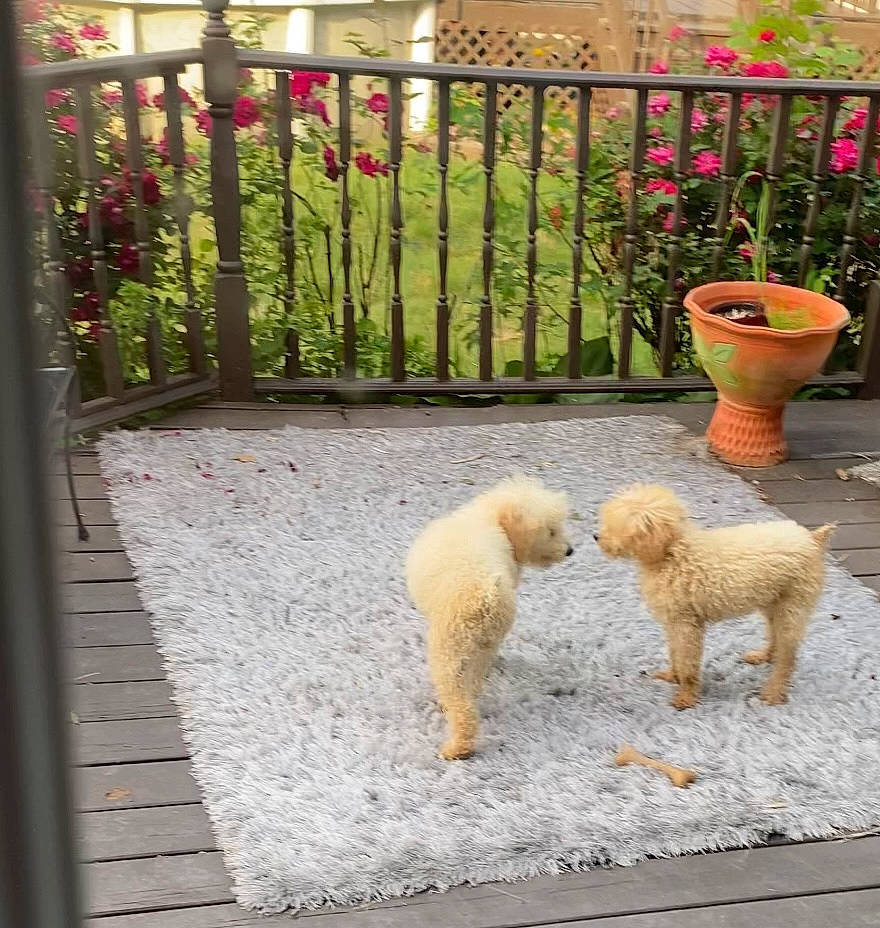 Teddybear joined the competition — help win amazing prizes! canidae, carnivore, companion_dog, dog, dog_breed, fawn, fence, flooring, flower, flowerpot, grass, landscaping, plant, poodle, road_surface, sidewalk, sporting_group, tail, terrier, water_dog