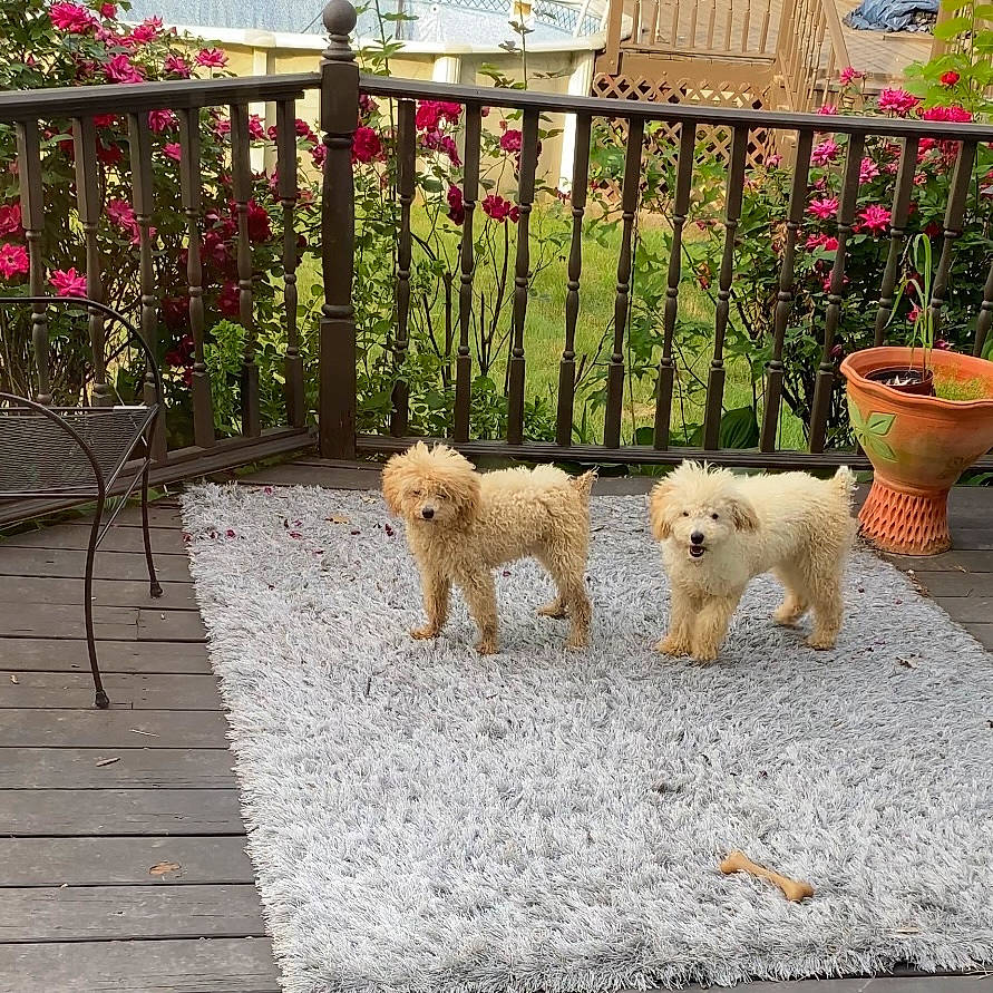 Teddybear is registered to the contest to win money with this photo: canidae, carnivore, chair, companion_dog, dog, dog_breed, fawn, fence, flower, flowerpot, garden, grass, landscaping, outdoor_furniture, plant, poodle, sidewalk, tail, terrier, toy_dog