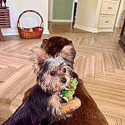 Elly joined the competition — help win amazing prizes! dog, small_dog, large_dog, toy, green_toy, indoor, wood_floor, wicker_basket, pet, animal, cute, hugging, fur, ears, snout, home, living_room, playful, brown, black_and_tan