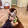 dog, small_dog, large_dog, toy, green_toy, indoor, wood_floor, wicker_basket, pet, animal, cute, hugging, fur, ears, snout, home, living_room, playful, brown, black_and_tan