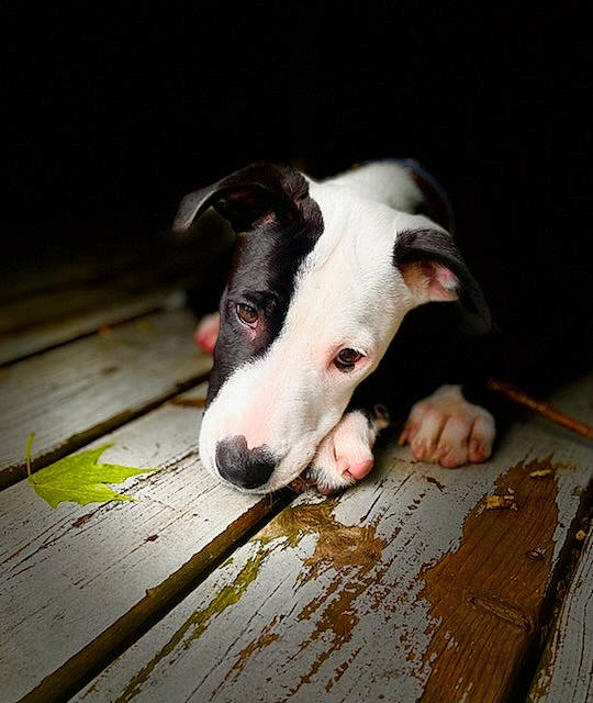 Koe joined the competition — help win amazing prizes! canidae, carnivore, companion_dog, dog, dog_breed, fawn, floor, flooring, foot, grass, hardwood, plank, snout, sporting_group, tail, terrestrial_animal, whiskers, wood, wood_stain, working_animal