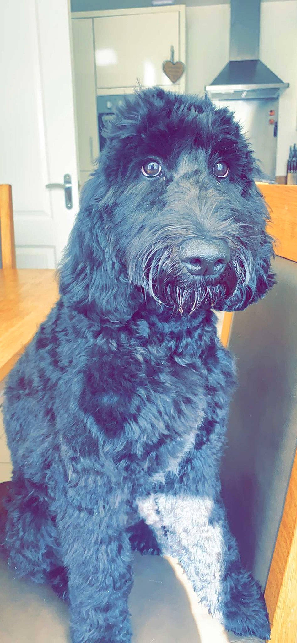 Ronnie is registered to the contest to win money with this photo: canidae, carnivore, companion_dog, dog, dog_breed, dog_collar, door, electric_blue, fur, hardwood, labradoodle, poodle, schnauzer, snout, sporting_group, terrier, toy_dog, water_dog, wood, working_animal