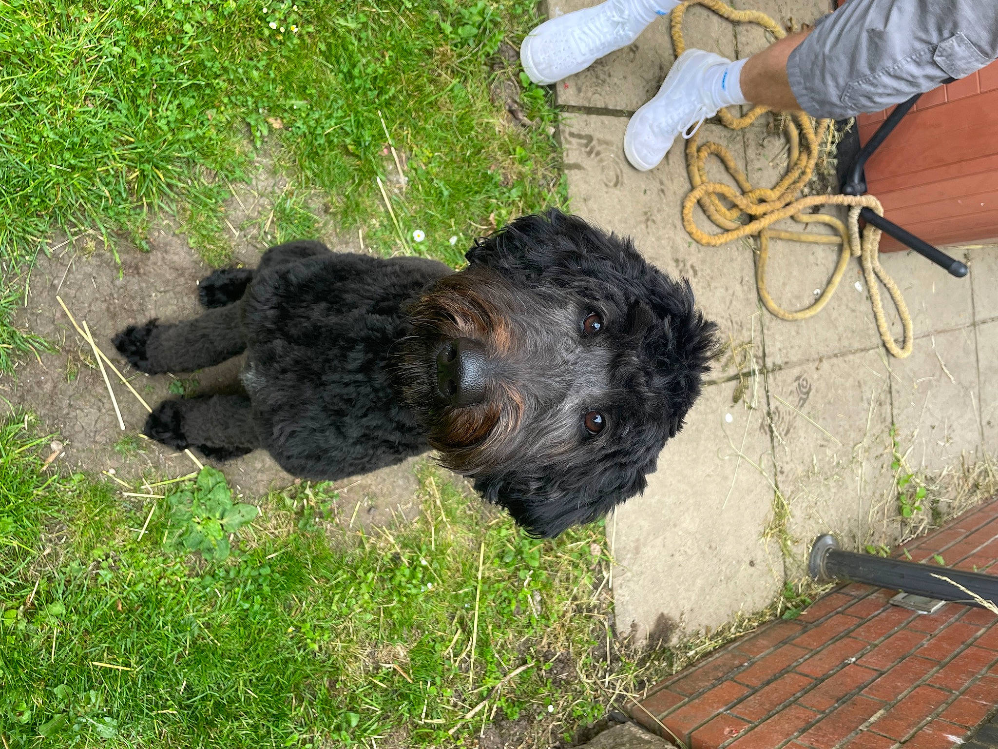 Ronnie joined the competition — help win amazing prizes! bovine, canidae, dog_breed, fur, glove, grass, natural_material, safety_glove, soil, sporting_group, tail, terrestrial_animal, trunk, wood, working_animal, wrist