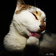 Angel participe au concours pour gagner de l'argent avec cette photo : cat, calico_cat, close_up, sleeping, grooming, tongue, whiskers, fur, white_fur, brown_fur, orange_patches, pink_nose, closed_eyes, paw, pet, animal, portrait, black_background, cute, photography