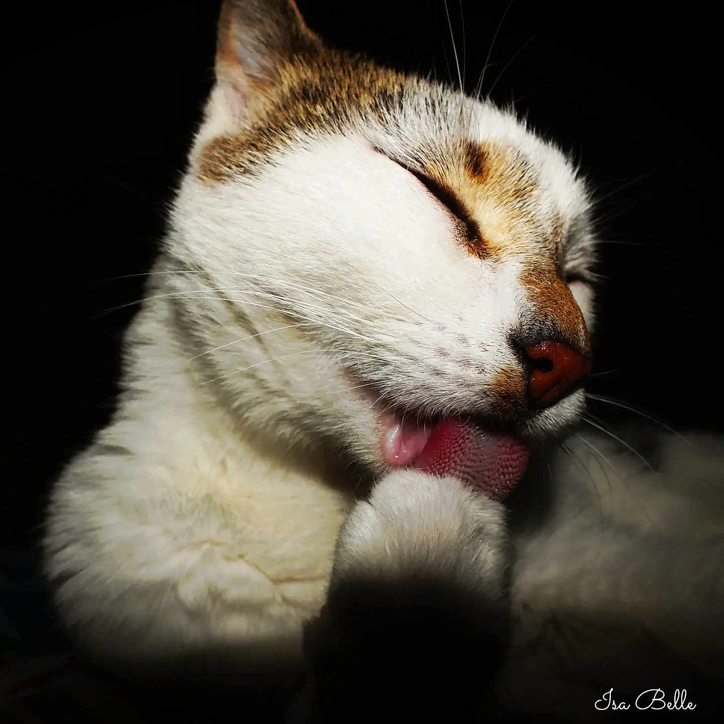 Angel