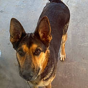 Sophia Apple joined the competition — help win amazing prizes! alert, animal, black, brown, canine, companion, concrete, dog, domestic_animal, ears, friendly, fur, german_shepherd, looking_up, mammal, outdoor, pet, standing, tail, water_bowl