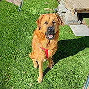 Simba is registered to the contest to win money with this photo: dog, canine, pet, brown_dog, red_harness, grass, lawn, outdoor, sunlight, animal, sitting, wooden_deck, concrete_blocks, daylight, happy, friendly, mammal, domestic_animal, nature, shadow