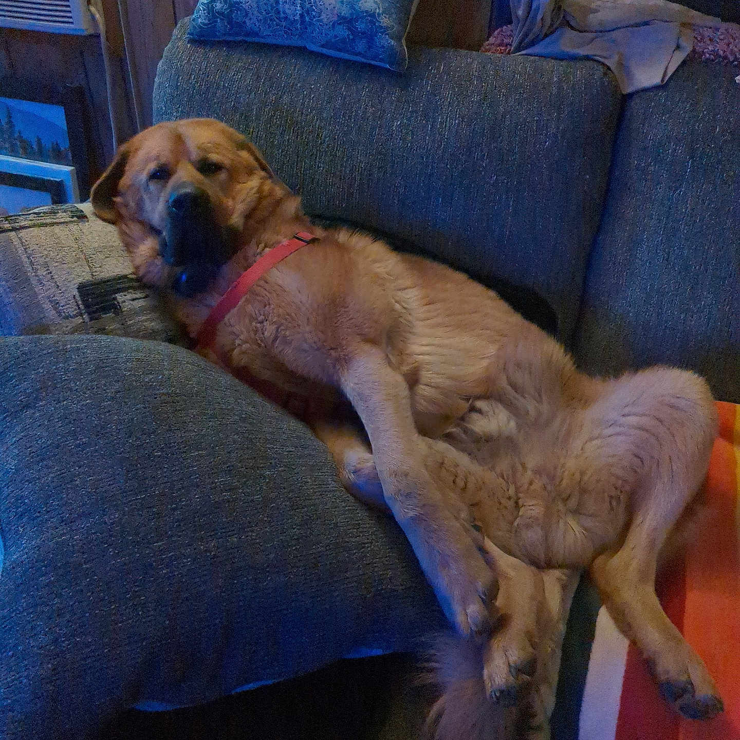 Simba joined the competition — help win amazing prizes! dog, couch, indoor, relaxed, pet, furniture, pillow, blanket, brown_dog, canine, resting, domestic_animal, living_room, cozy, fur, animal, home, comfort, laying_down, red_harness