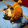 Simba is registered to the contest to win money with this photo: dog, playful, bed, blue_bedspread, indoor, fur, tail, pet, animal, canine, wrestling, black_and_white, reddish_brown, cute, friendly, floor, blanket, furniture, room, domestic