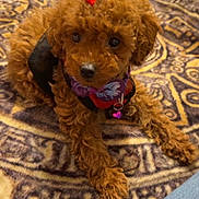 Frida is registered to the contest to win money with this photo: puppy, dog, brown, bow, collar, carpet, patterned, cute, pet, animal, fluffy, indoor, small_dog, lying_down, looking_up, adorable, fur, domestic_animal, young, companion