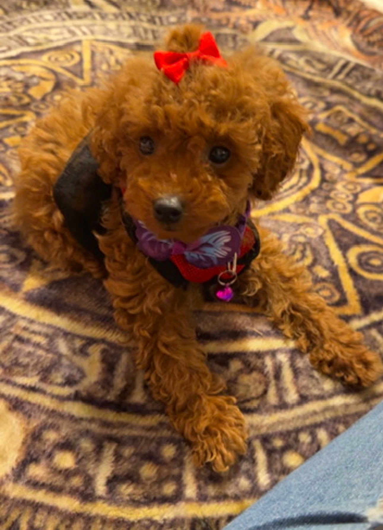 Frida is registered to the contest to win money with this photo: puppy, dog, brown, bow, collar, carpet, patterned, cute, pet, animal, fluffy, indoor, small_dog, lying_down, looking_up, adorable, fur, domestic_animal, young, companion