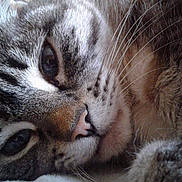 Flocon participe au concours pour gagner de l'argent avec cette photo : animal, cat, close_up, cozy, cute, domestic_animal, eye, face, feline, fur, lying_down, mammal, nose, pet, portrait, relaxed, sleepy, soft, tabby, whiskers