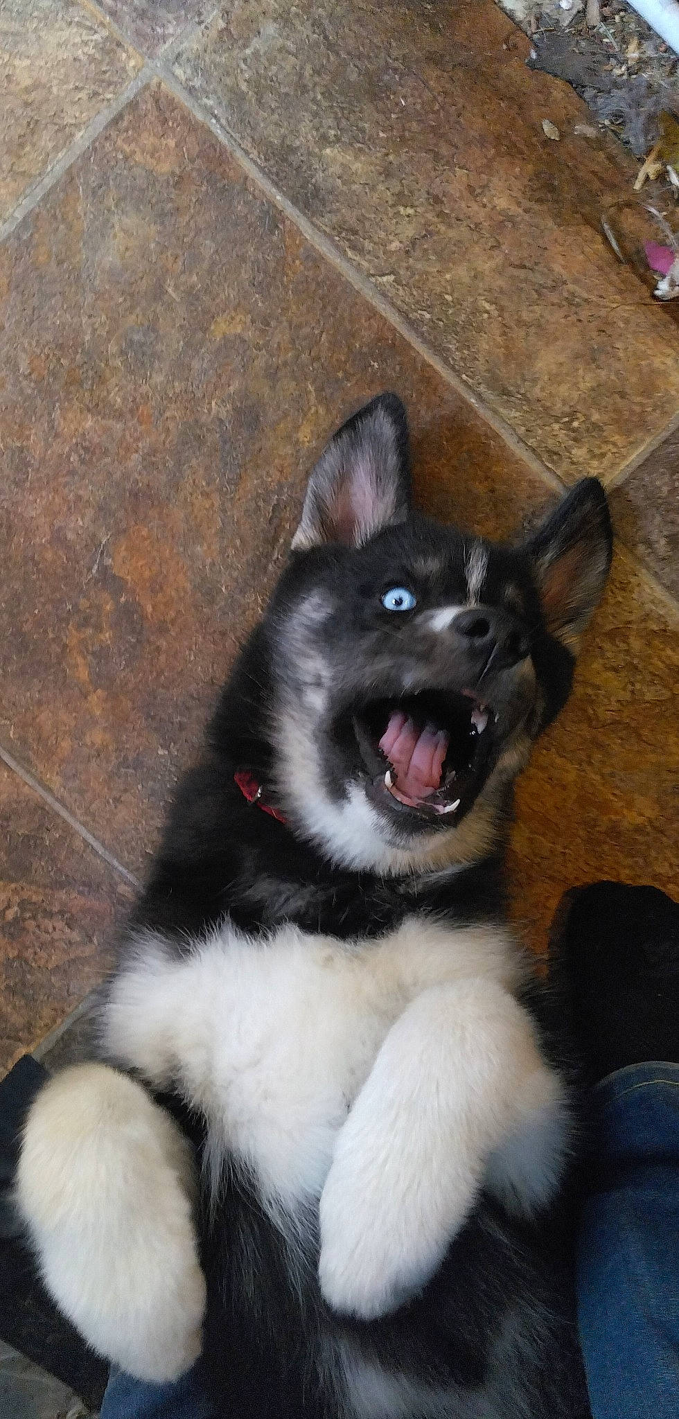 Gunner joined the competition — help win amazing prizes! canidae, carmine, carnivore, companion_dog, dog, dog_breed, foot, fur, hardwood, herding_dog, jaw, non_sporting_group, paw, snout, sporting_group, tail, whiskers, wood, working_animal, working_dog