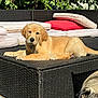 animal, ball, canine, couch, cushion, dog, dogbed, furniture, goldenretriever, homedecor, jar, labradorretriever, pet, plant, planter, pottedplant, puppy, sport, tennis, tennisball