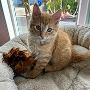 Chester joined the competition — help win amazing prizes! kitten, cat, orange_tabby, pet_bed, feather_toy, indoor, window, sunlight, curious, green_eyes, feline, young_cat, fluffy, soft_texture, domestic_cat, cute, animal, resting, playful, cozy