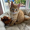 kitten, cat, orange_tabby, pet_bed, feather_toy, indoor, window, sunlight, curious, green_eyes, feline, young_cat, fluffy, soft_texture, domestic_cat, cute, animal, resting, playful, cozy