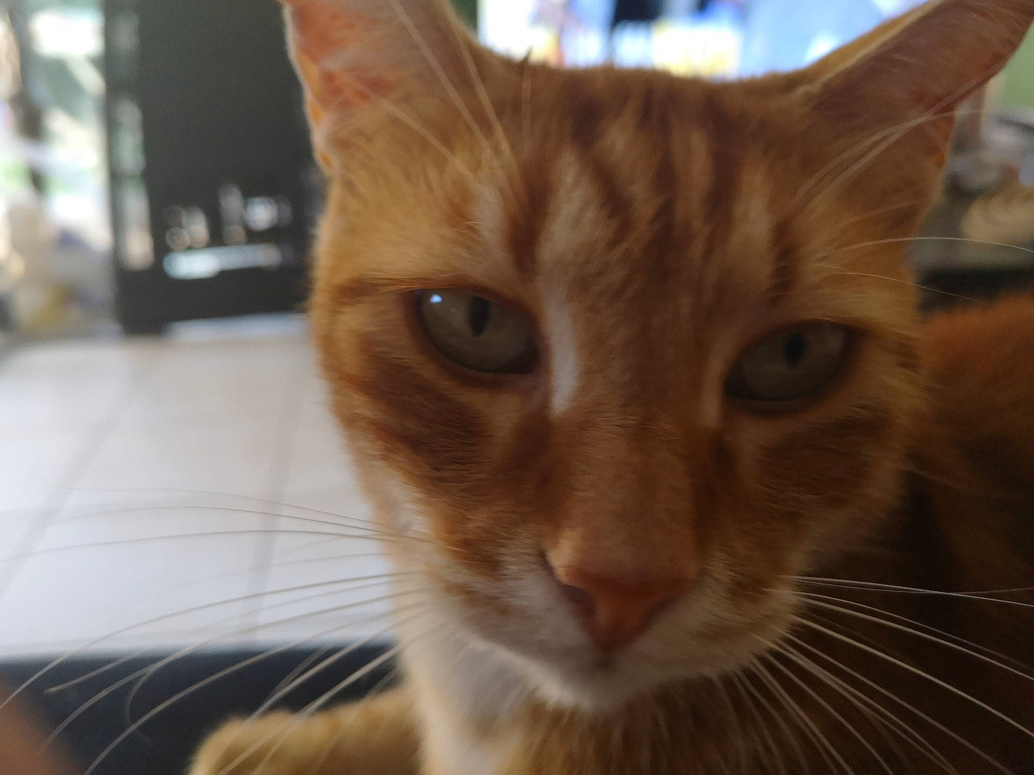 Tao a rejoint le concours — aidez-le/la à gagner de superbes lots ! abyssinian, aegean_cat, arabian_mau, asian, carnivore, cat, close_up, ear, eye, felidae, german_rex, mammal, nose, oriental_longhair, small_to_medium_sized_cats, snapshot, snout, tabby_cat, vertebrate, whiskers