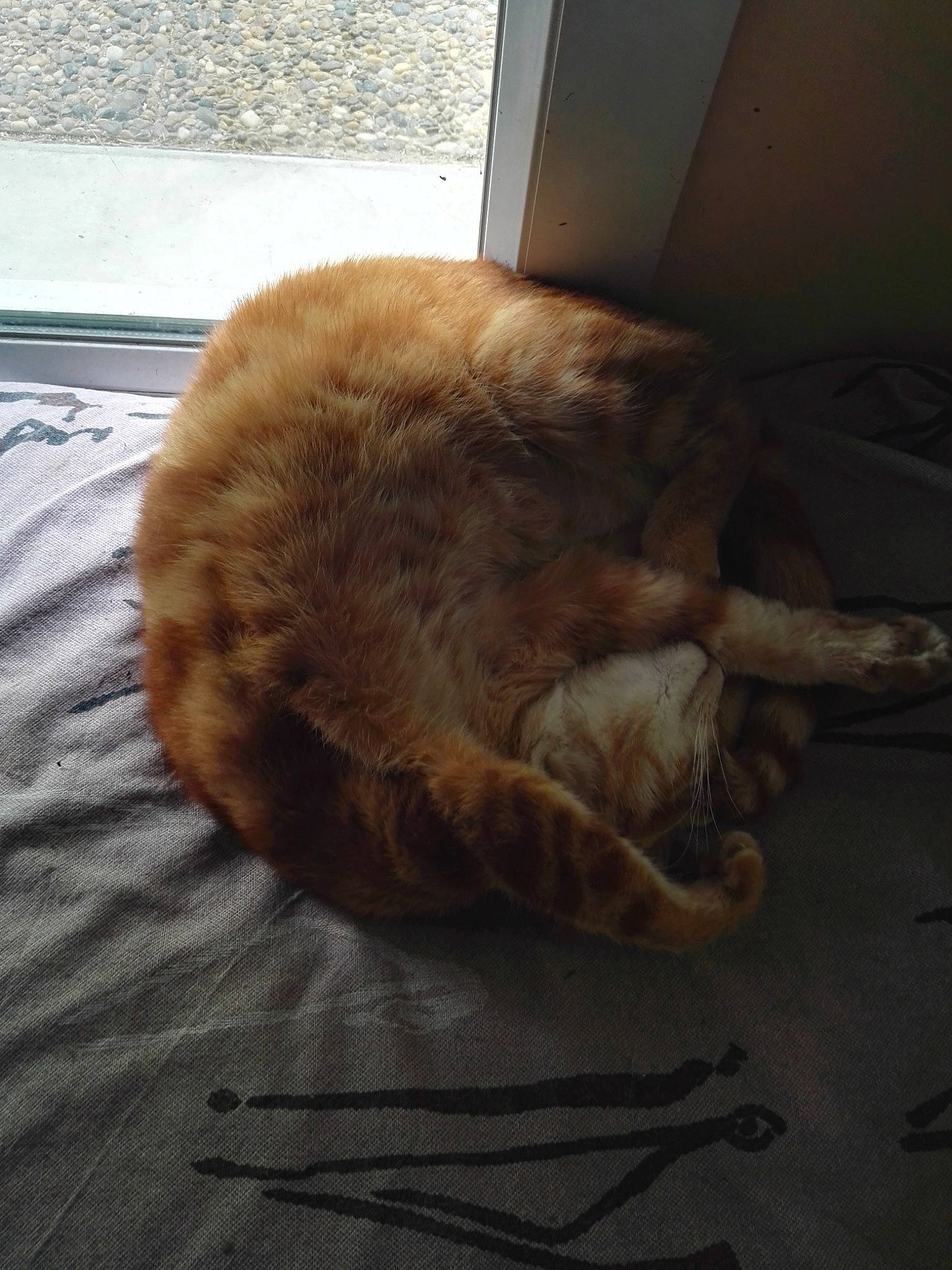 Tao a rejoint le concours — aidez-le/la à gagner de superbes lots ! carnivore, cat, claw, dog_breed, european_shorthair, fawn, felidae, floor, fur, nap, paw, sleep, small_to_medium_sized_cats, snout, tabby_cat, tail, whiskers