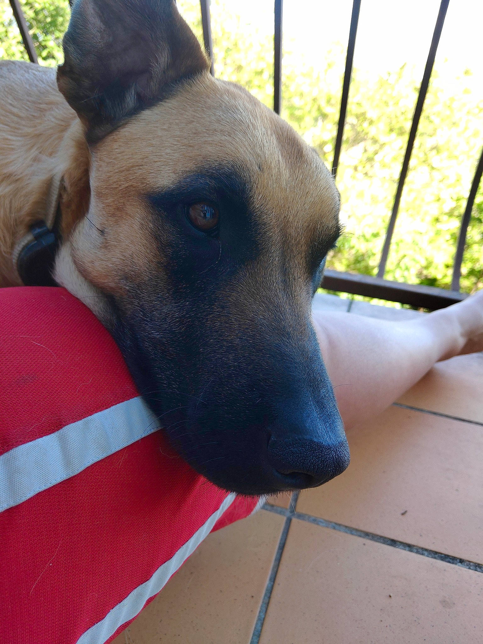 Hakan a rejoint le concours — aidez-le/la à gagner de superbes lots ! belgian_shepherd_malinois, black_mouth_cur, canidae, carnivore, dog, dog_breed, ear, fawn, formosan_mountain_dog, mammal, potcake_dog, rare_breed_dog, snout, street_dog, vertebrate, whiskers