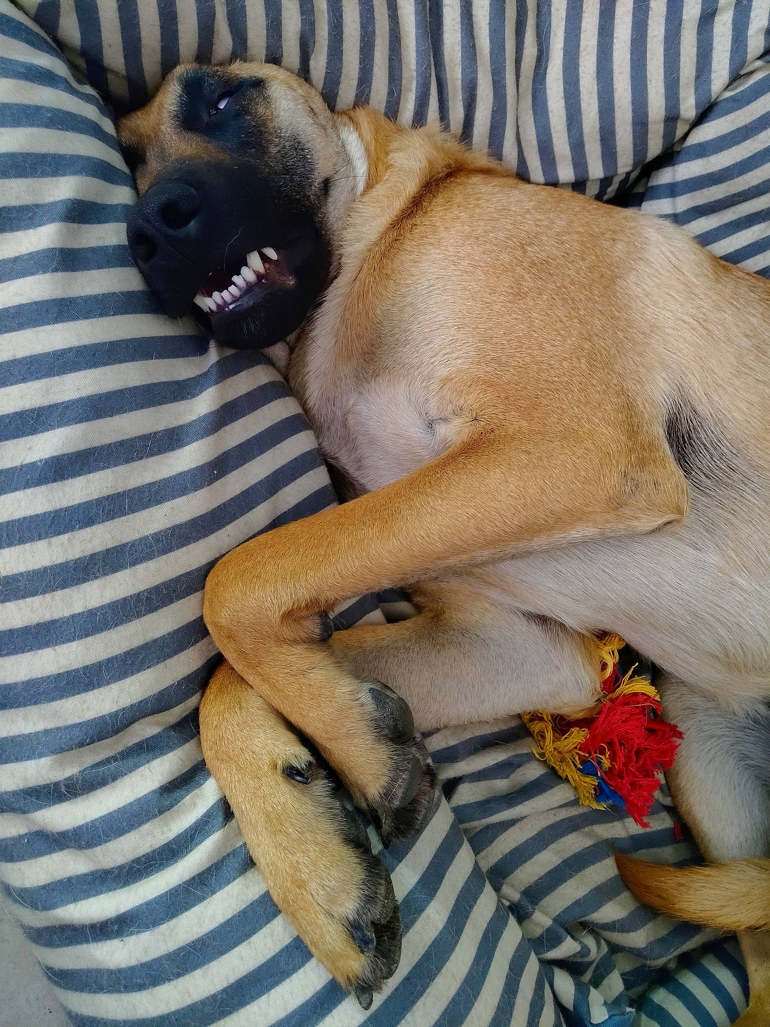 Hakan participe au concours pour gagner de l'argent avec cette photo : anatolian_shepherd_dog, black_mouth_cur, boerboel, bullmastiff, canidae, carnivore, chinook, dog, dog_breed, english_mastiff, fawn, guard_dog, mammal, rare_breed_dog, rhodesian_ridgeback, snout