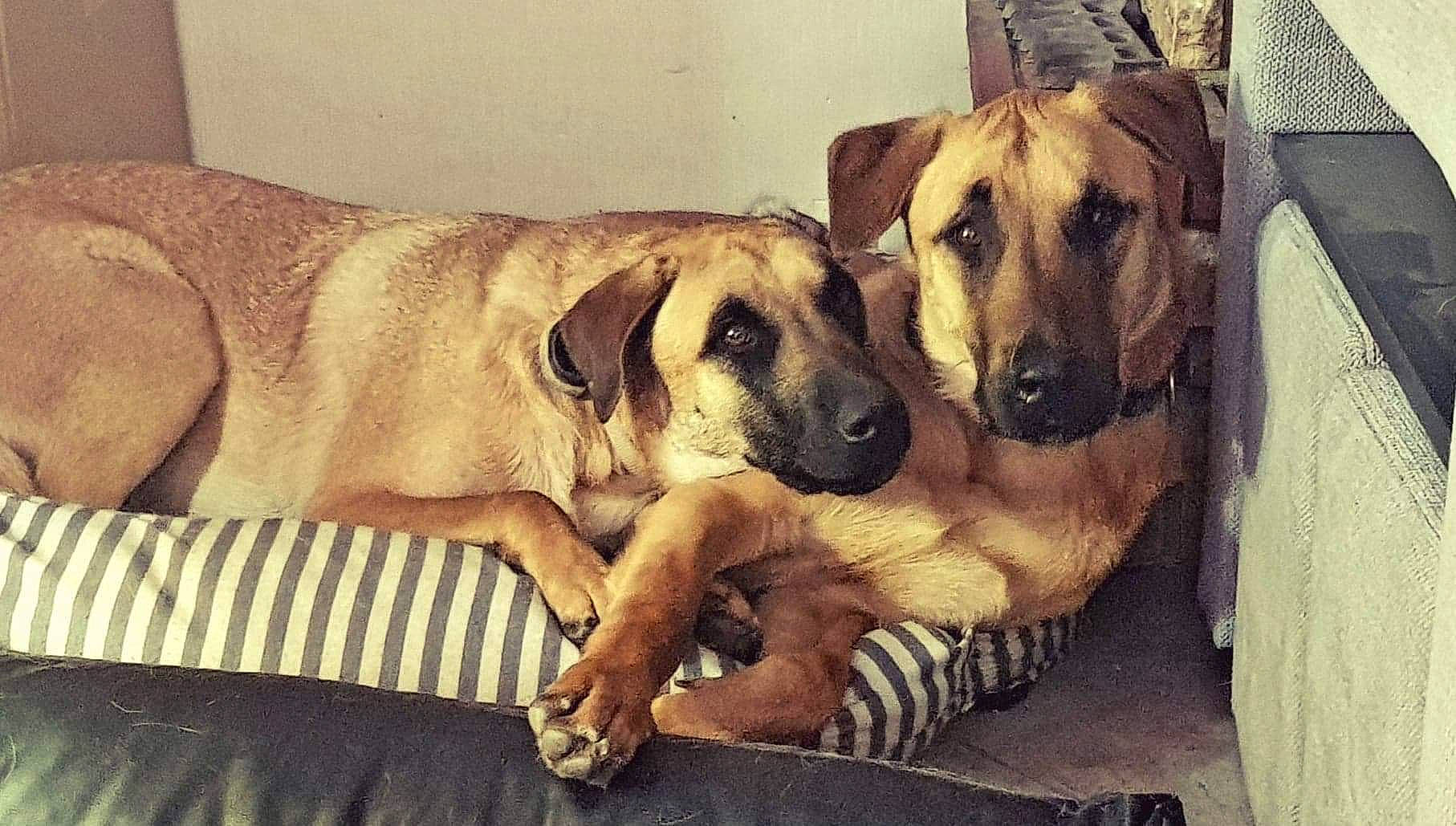 Hakan a rejoint le concours — aidez-le/la à gagner de superbes lots ! black_mouth_cur, broholmer, canidae, carnivore, dog, dog_breed, fawn, great_dane, guard_dog, mammal, rare_breed_dog, rhodesian_ridgeback, snout, sporting_group, vertebrate