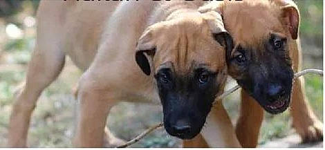 Hakan participe au concours pour gagner de l'argent avec cette photo : black_mouth_cur, canidae, carnivore, dog, dog_breed, fawn, mammal, puppy, snout, vertebrate