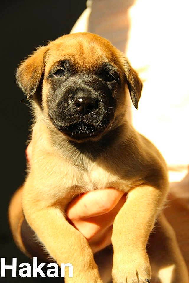 Hakan a rejoint le concours — aidez-le/la à gagner de superbes lots ! ancient_dog_breeds, boerboel, canidae, carnivore, companion_dog, dog, dog_breed, english_mastiff, fawn, guard_dog, mammal, puppy, rare_breed_dog, snout, sporting_group, vertebrate