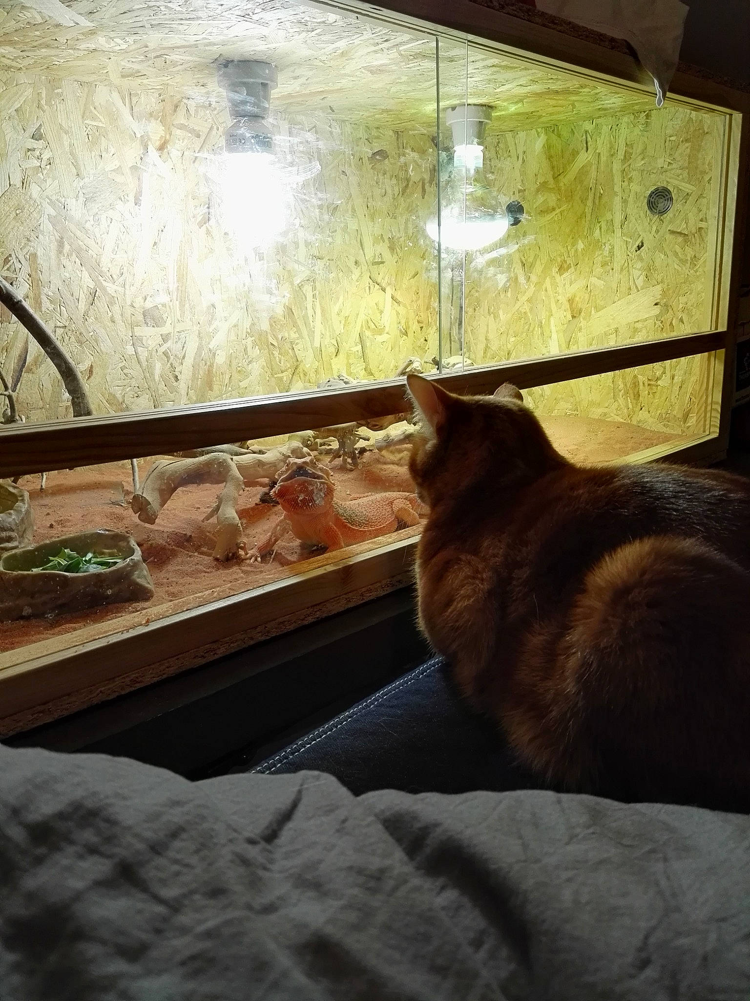 Mouchette a rejoint le concours — aidez-le/la à gagner de superbes lots ! carnivore, cat, felidae, floor, flooring, furniture, house, room, small_to_medium_sized_cats, sunlight, table, whiskers, window, wood