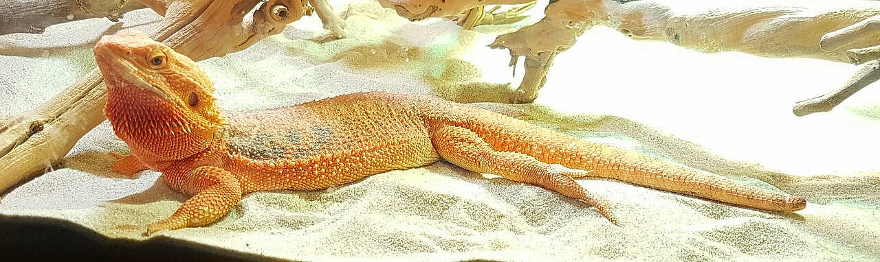 Mouchette participe au concours pour gagner de l'argent avec cette photo : fawn, organism