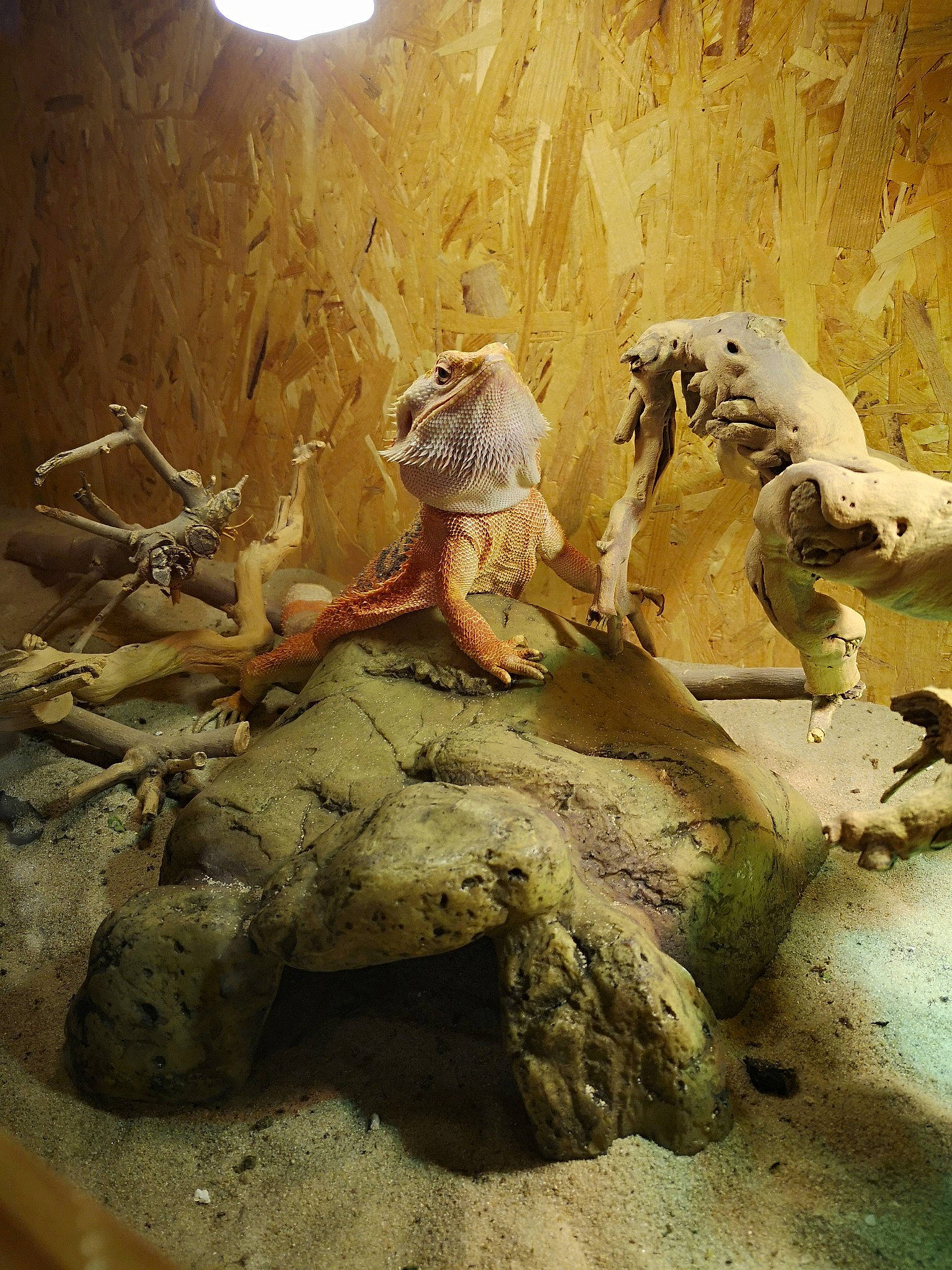 Mouchette a rejoint le concours — aidez-le/la à gagner de superbes lots ! anthropology, art, organism, wood