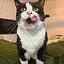 cat, black_and_white, tongue_out, licking, pet, indoor, couch, green_furniture, whiskers, alert, curious, close_up, feline, domestic_cat, four_legs, fur, pink_nose, wide_eyes, playful, household