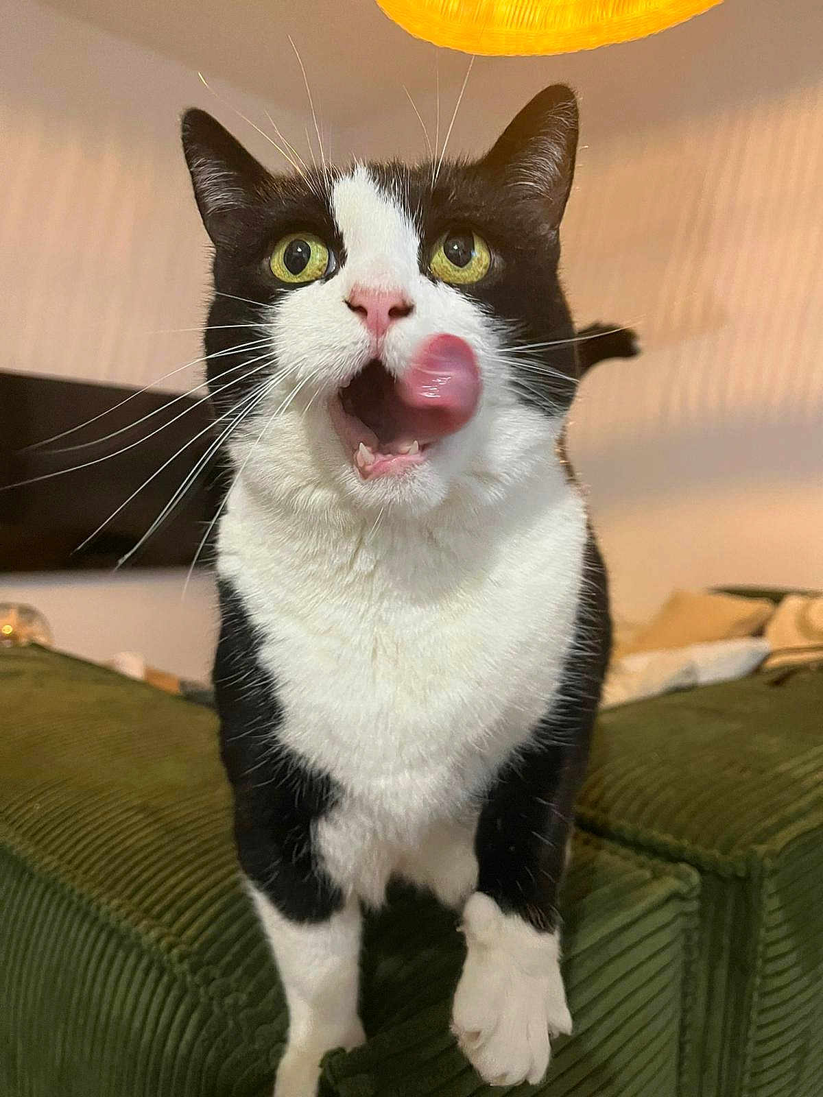 Sissi participe au concours pour gagner de l'argent avec cette photo : cat, black_and_white, tongue_out, licking, pet, indoor, couch, green_furniture, whiskers, alert, curious, close_up, feline, domestic_cat, four_legs, fur, pink_nose, wide_eyes, playful, household