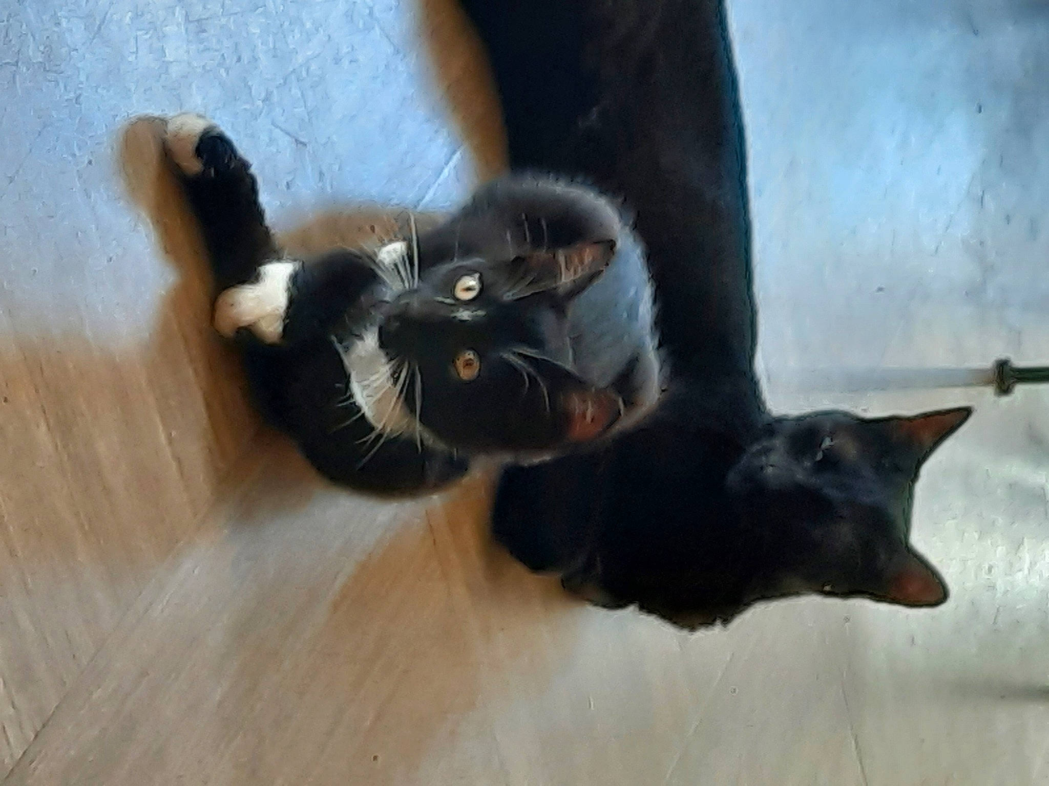 Rumber a rejoint le concours — aidez-le/la à gagner de superbes lots ! black_cat, bombay, carnivore, cat, claw, dog_breed, domestic_short_haired_cat, felidae, flooring, foot, fur, hardwood, small_to_medium_sized_cats, snout, tail, terrestrial_animal, whiskers, window, wood, wood_stain