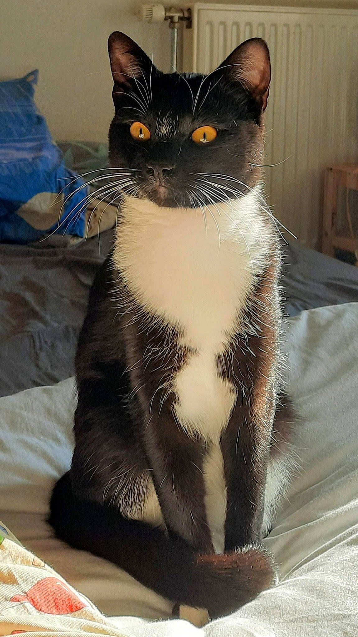 Rumber a rejoint le concours — aidez-le/la à gagner de superbes lots ! box, carnivore, cat, claw, comfort, domestic_short_haired_cat, felidae, formal_wear, fur, grey, iris, linens, paw, sitting, small_to_medium_sized_cats, snout, tail, terrestrial_animal, whiskers, window