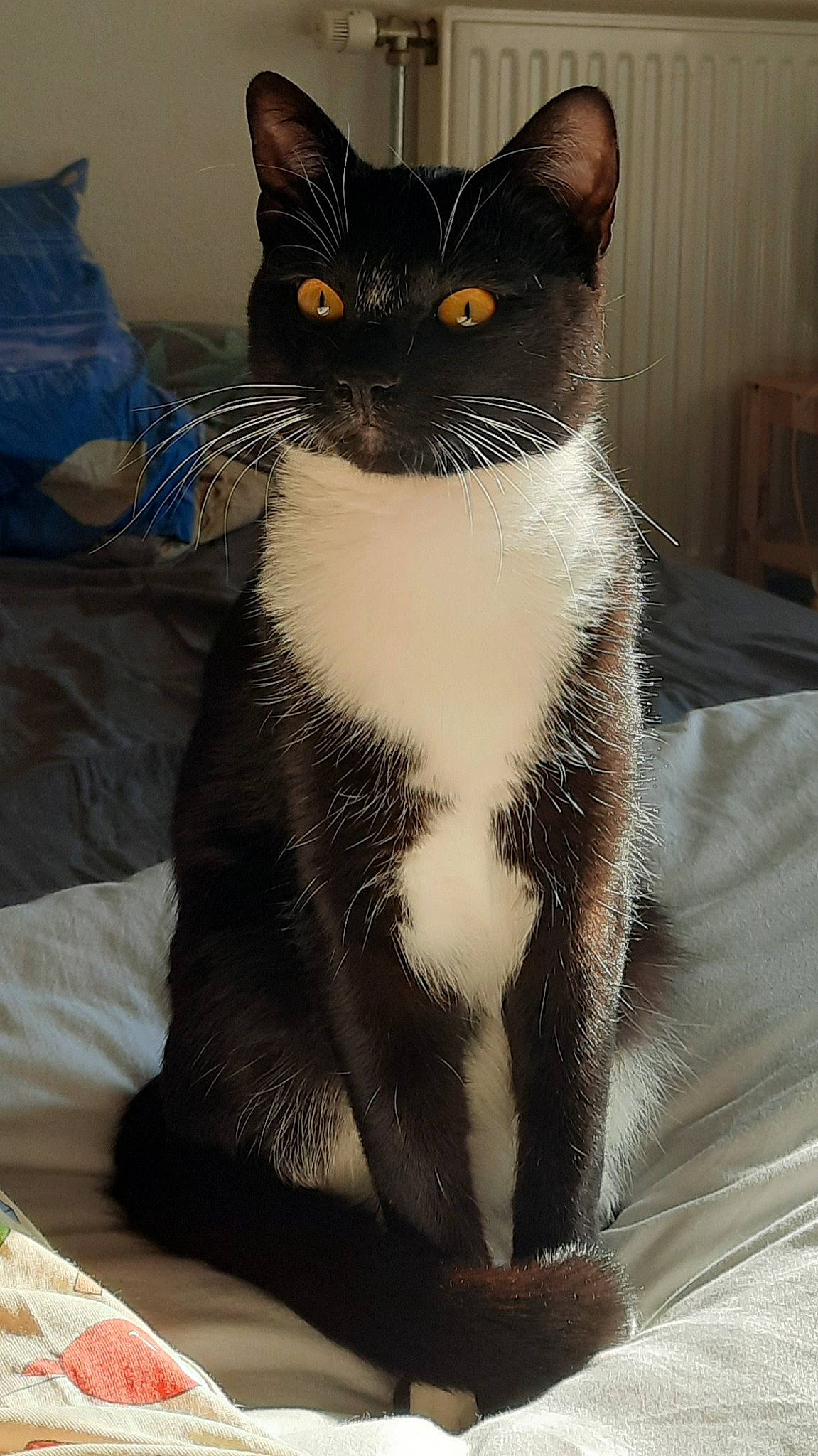 Rumber a rejoint le concours — aidez-le/la à gagner de superbes lots ! black_cat, carnivore, cat, claw, comfort, domestic_short_haired_cat, eye, felidae, formal_wear, fur, grey, iris, paw, sitting, small_to_medium_sized_cats, snout, tail, terrestrial_animal, whiskers, window