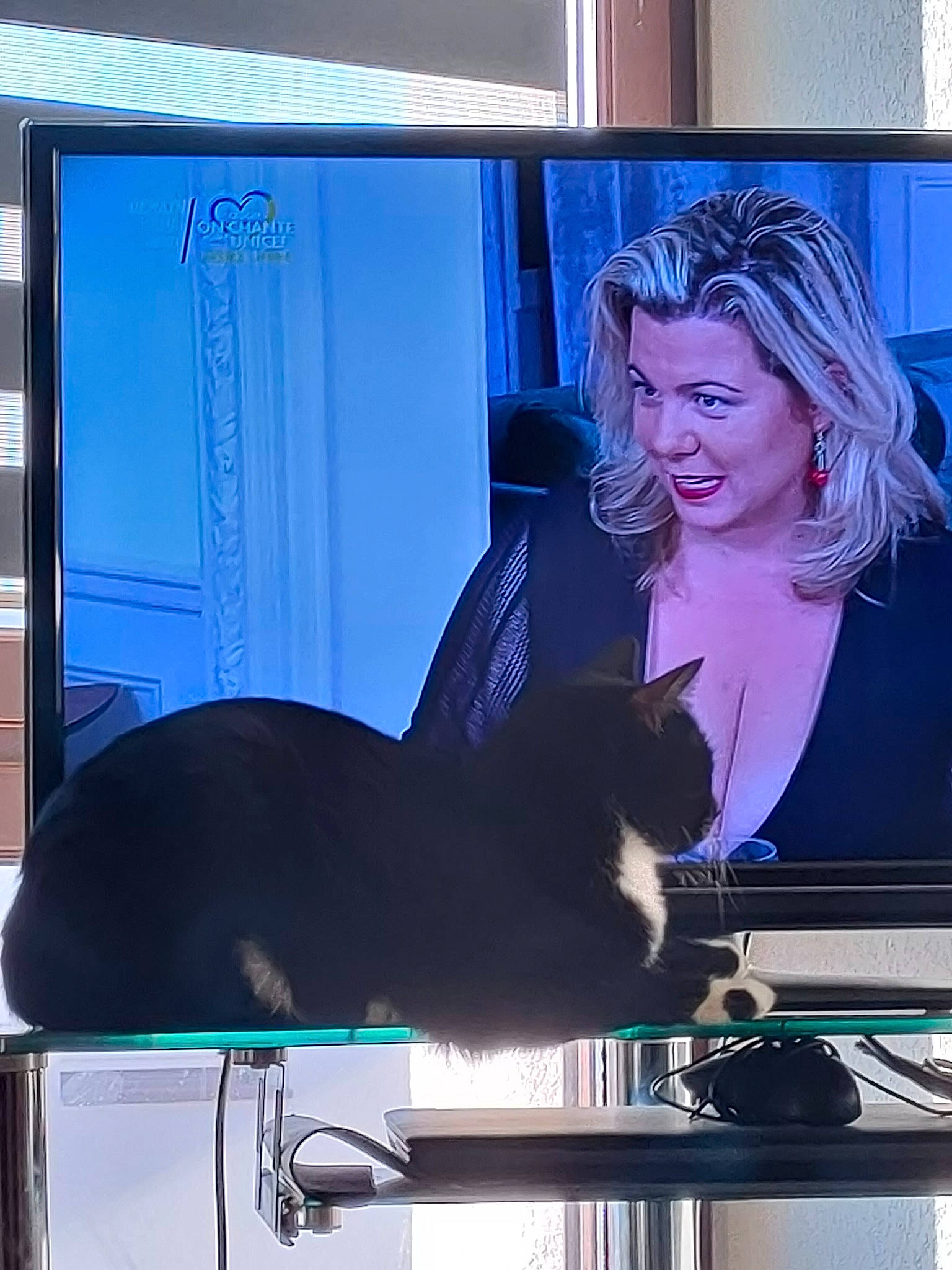 Rumbeur participe au concours pour gagner de l'argent avec cette photo : art, blue, carnivore, cat, computer_monitor_accessory, desktop_computer, display_device, electric_blue, electronic_device, felidae, flat_panel_display, gadget, mammal, multimedia, output_device, small_to_medium_sized_cats, standing, table, technology, television_set